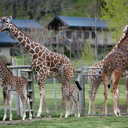 Safari West Hotell Mark West Springs Exteriör bild