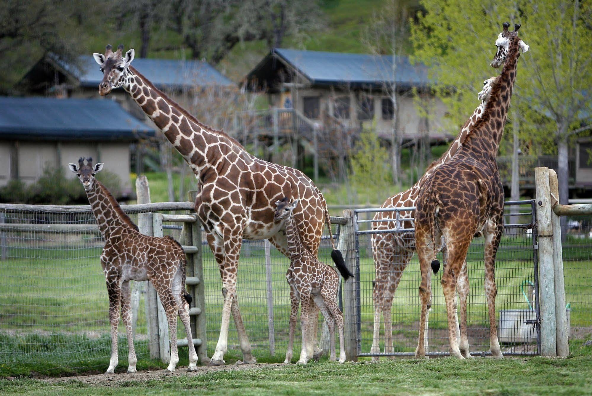 Safari West Hotell Mark West Springs Exteriör bild